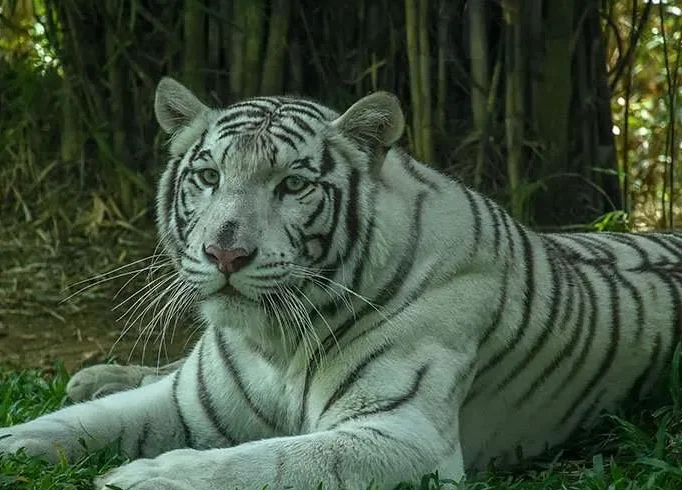 cebu safari