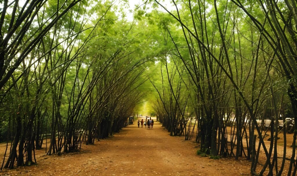 Bamboo Forest in Medellin