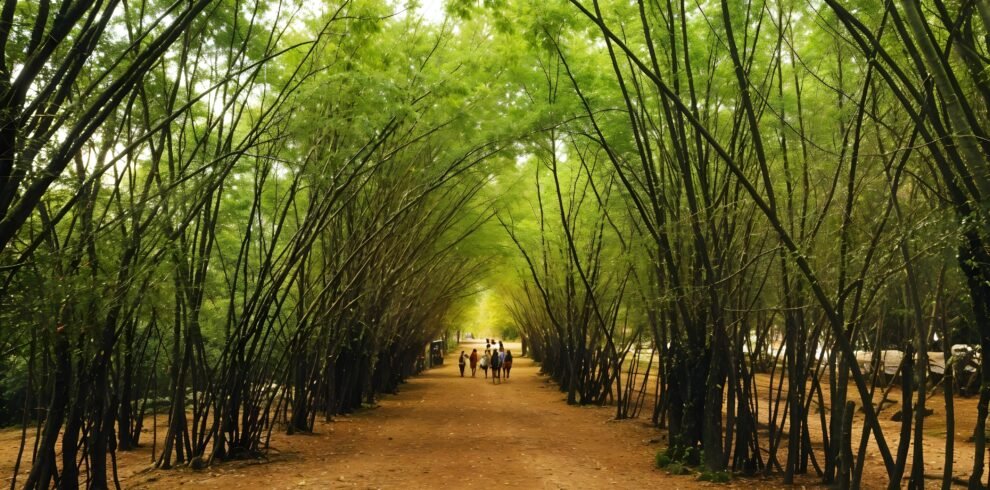 Bamboo Forest in Medellin