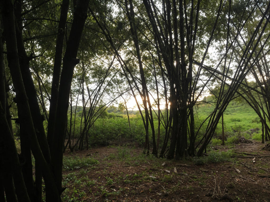 Bamboo Forest in Medellin