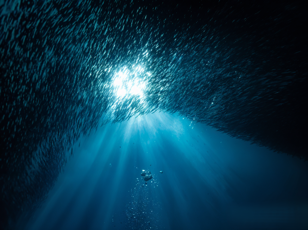 Sardines Run in Moalboal