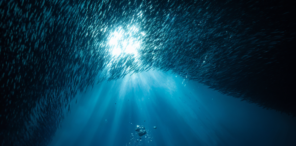 Sardines Run in Moalboal