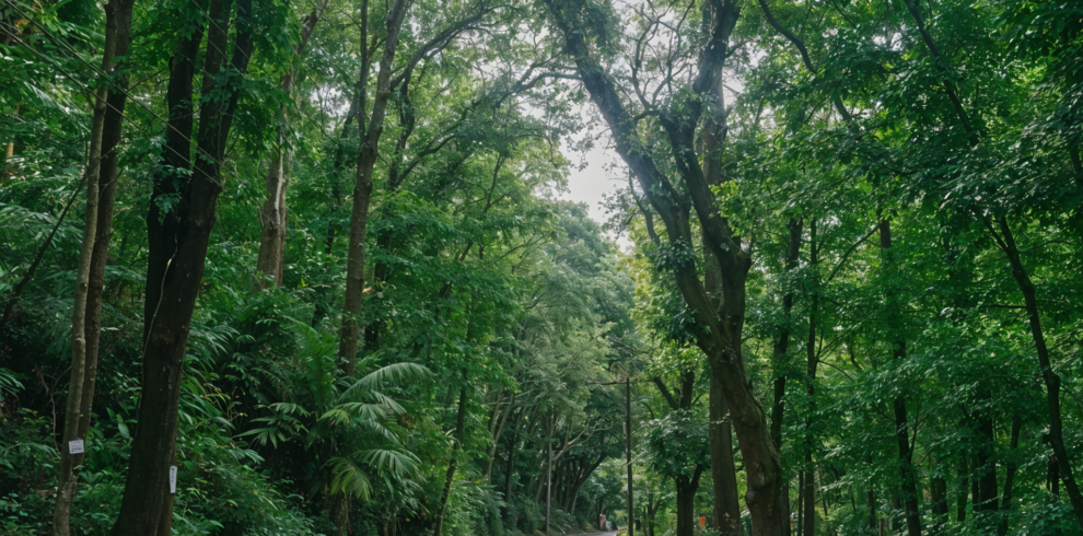 Guinabasan Man-Made Forest